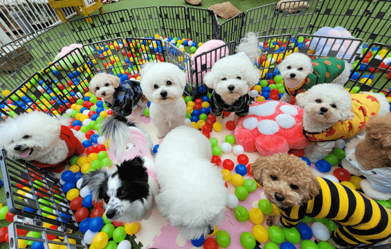 김포공항 애견센터 독독