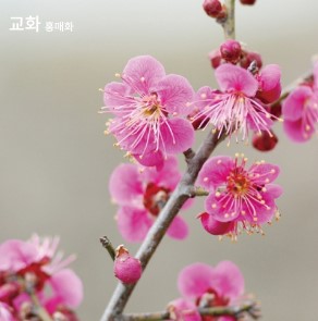 증산고_교화