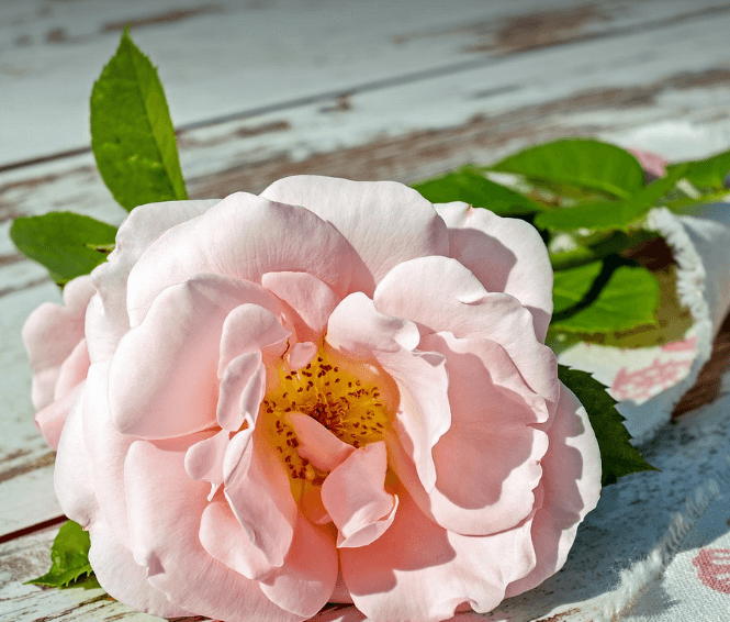 삼척장미축제 일정 입장료 주차장 관람꿀팁
