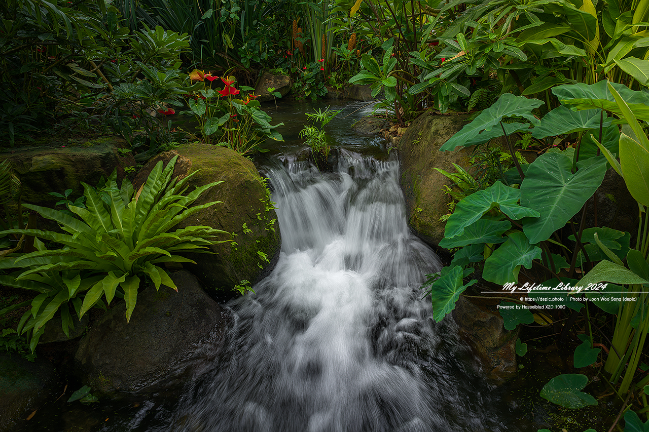 #식물 #나무 #수목원 #세종 #세종수목원 #피노키오