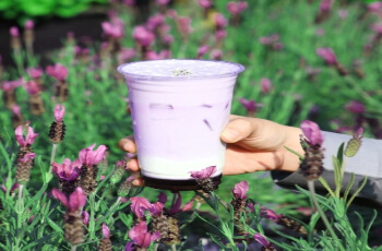 허브아일랜드 라벤더 축제 라떼