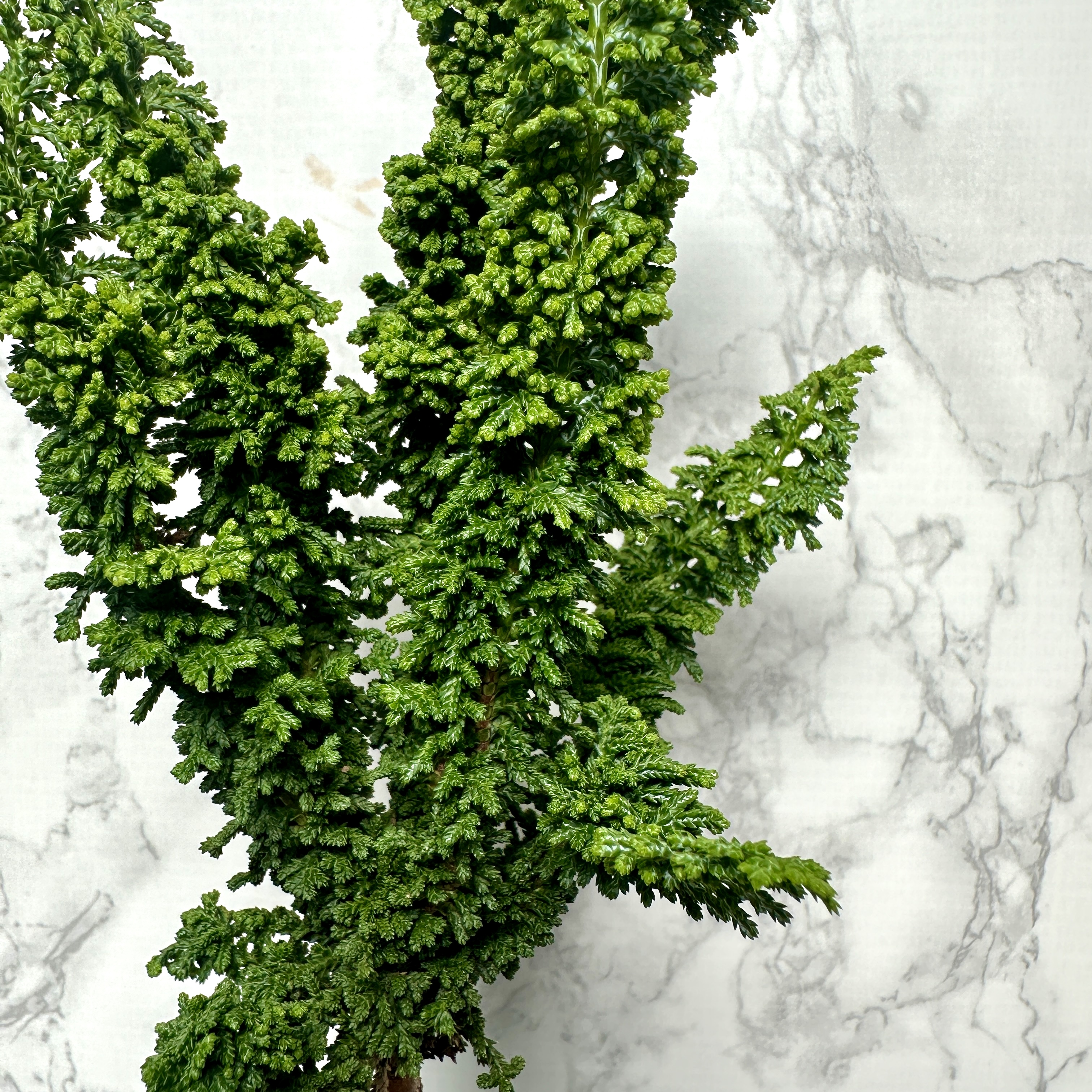 석화회 키우기 나무 분재 삽목