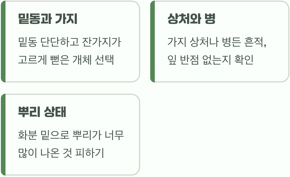 2. 첫 만남&amp;#44; 건강한 어린나무 고르기