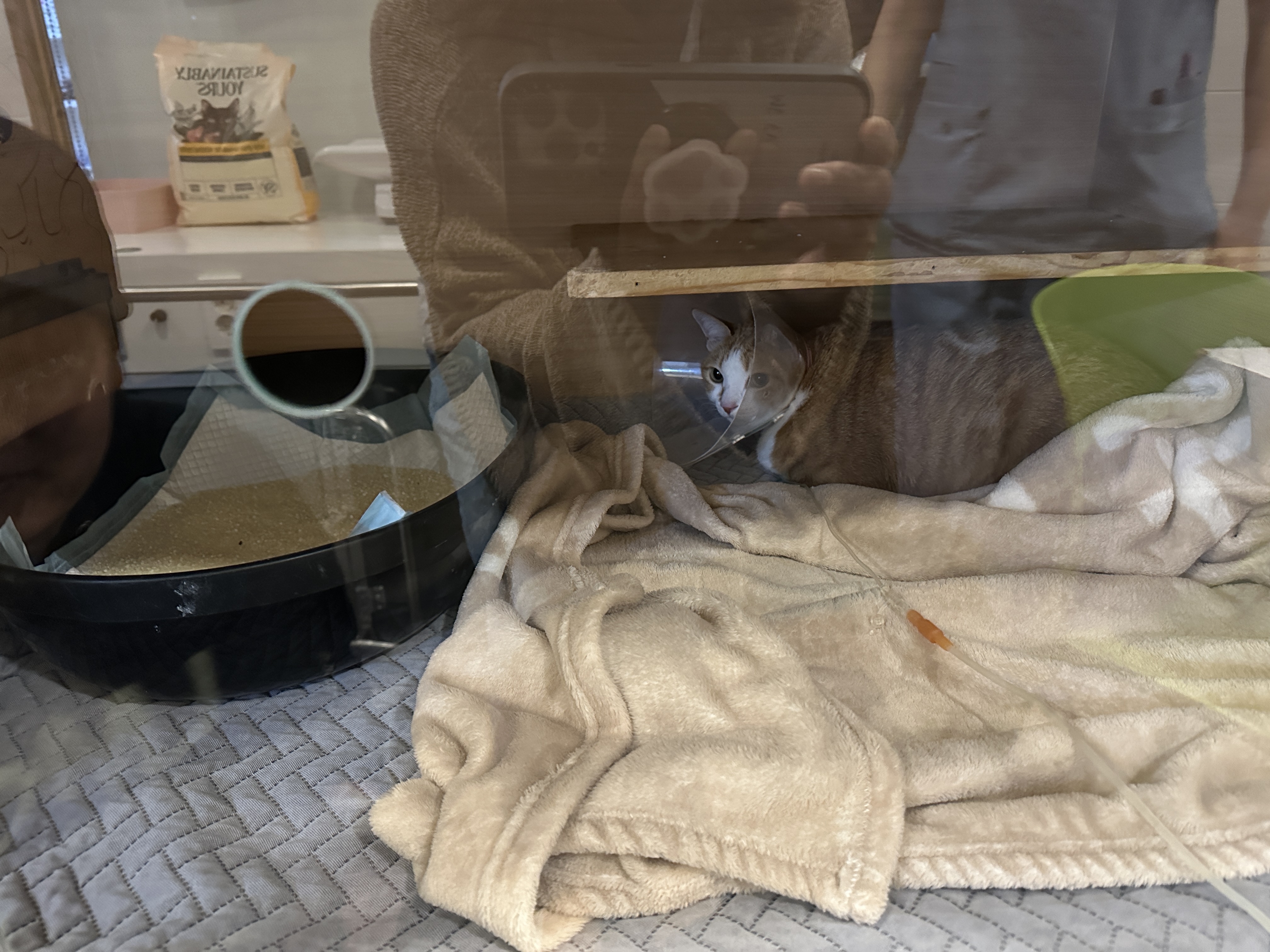 입원한_호야_고양이_담관염_췌장염_5