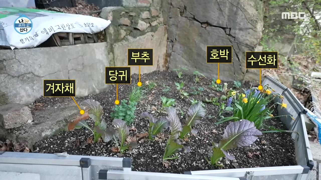 김대호 아나운서 옥상 텃밭