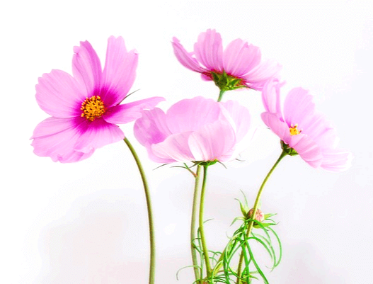 분홍색 코스모스 4송이가 있다. 가운데 꽃수술은 노란색이다.