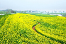 고창 청보리밭1