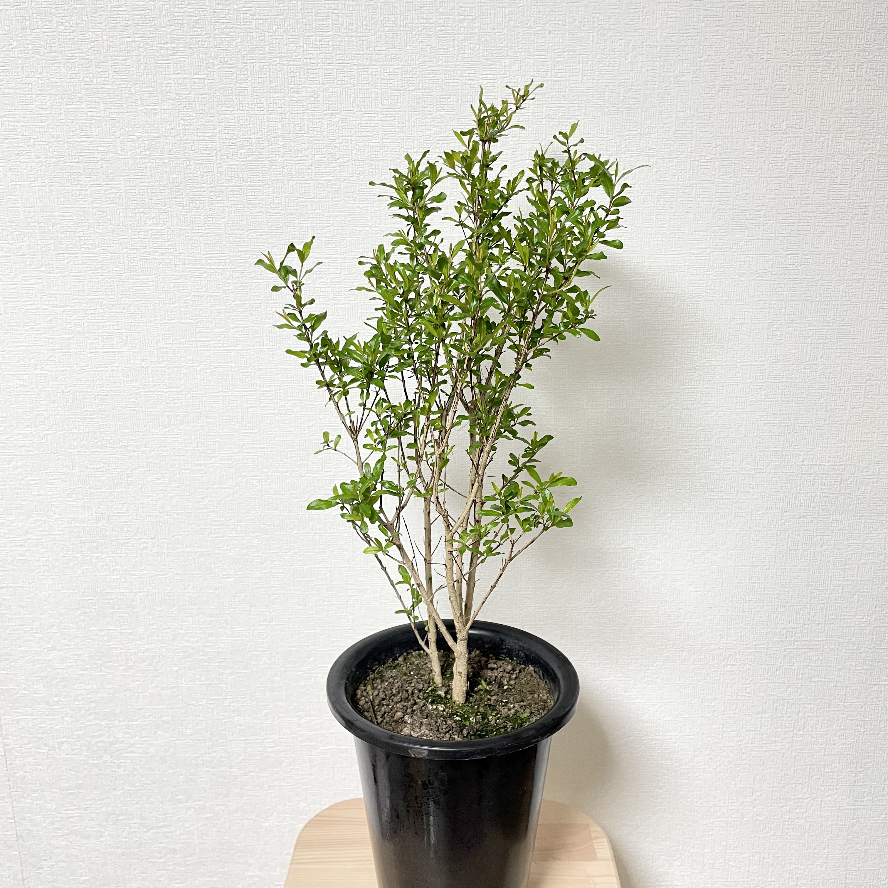 꽃석류 석류나무 키우기 재배방법