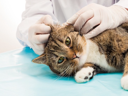 귀 진찰을 받는 고양이.