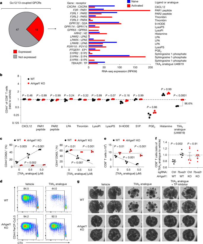 아스피린 항암효과 : TXA2는 ARHGEF1를 통한 T세포의 활성화와 증식을 억제
