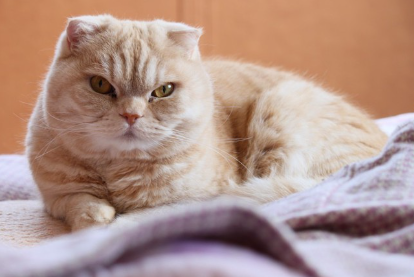 스코티쉬 폴드.