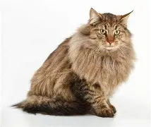 고양이 사료 추천