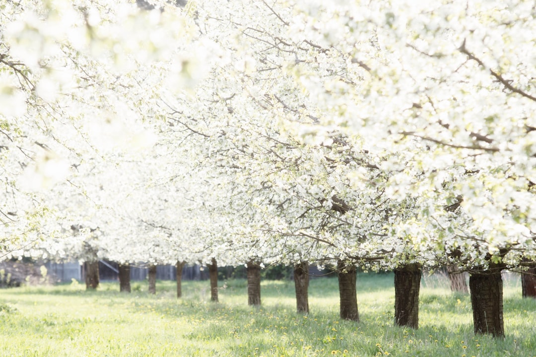 광주 벚꽃 개화시기