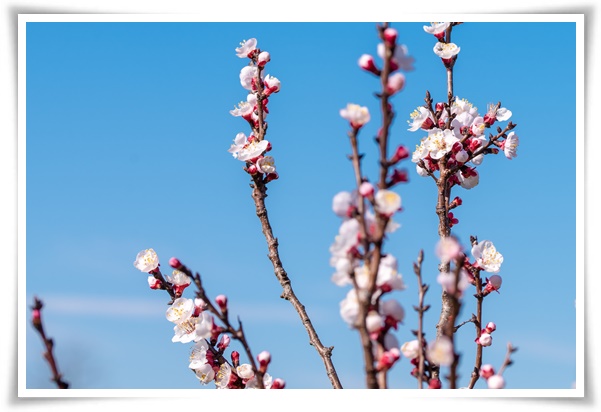 "살구꽃과 살구" 수줍은 듯 피어나는 봄 날의 은밀한 분홍빛 속삭임!