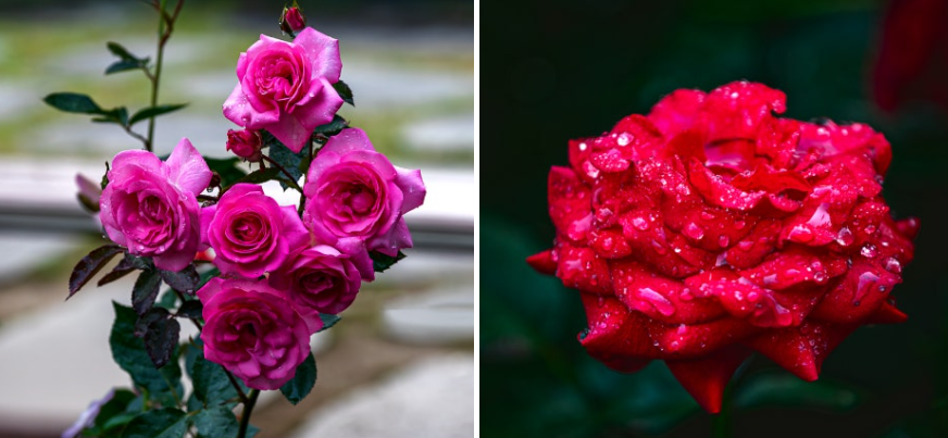 곡성세계장미축제2