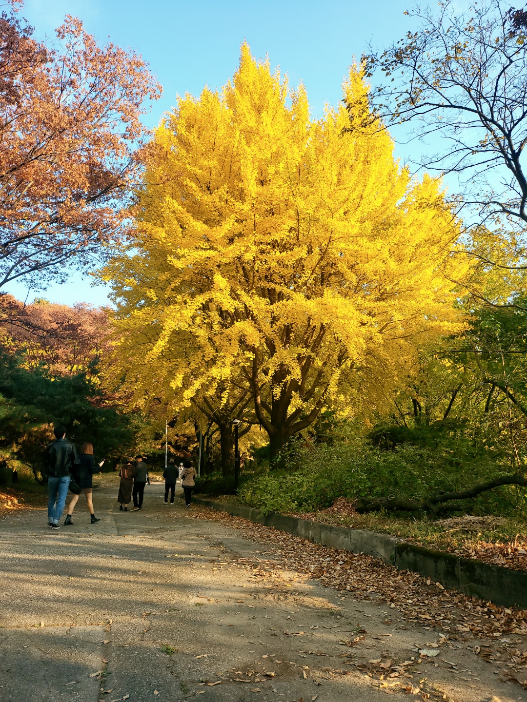 백련사 은행나무길-5