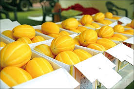 제 18회 여주금사참외축제 기본일정과 프로그램 정리 우연이 지원이 요요미 한강