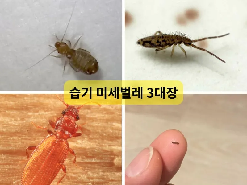 베란다 벌레 완벽 차단 방법과 여름철 실내 해충 예방 꿀팁_6