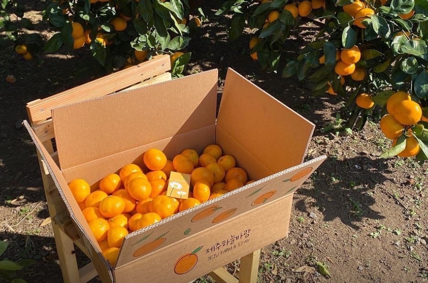 제주하늘바람 감귤