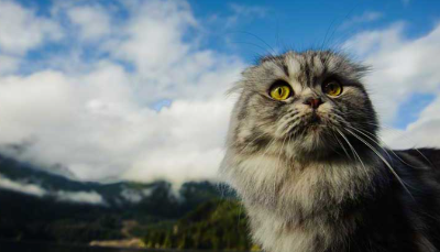 스코티시 폴드의 이미지