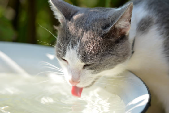 how to get cat to drink more water