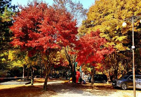 속리산숲속캠핑장