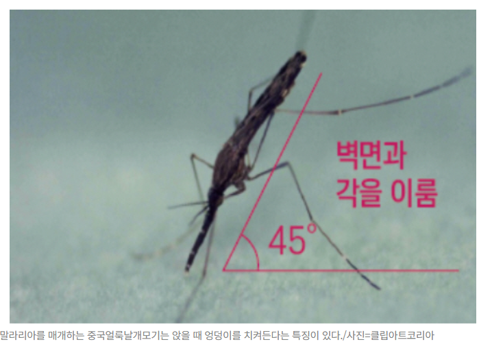 말라리아 증상, 감염경로 및 치료방법