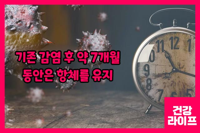 완치 후 면역 항체 유지기간은 약 7개월 동안 안정적으로 유지