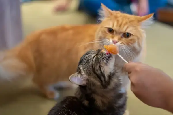 Cat enjoying a custom-made healthy snack