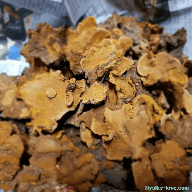 찔레버섯, 찔레상황버섯