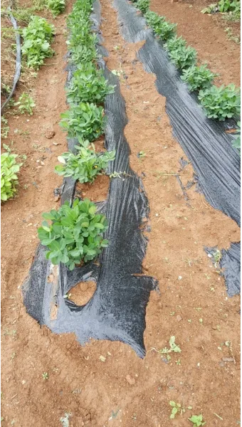 땅콩 재배 개화 후 흙 덮기 배수로 확보 칼슘 보충_12