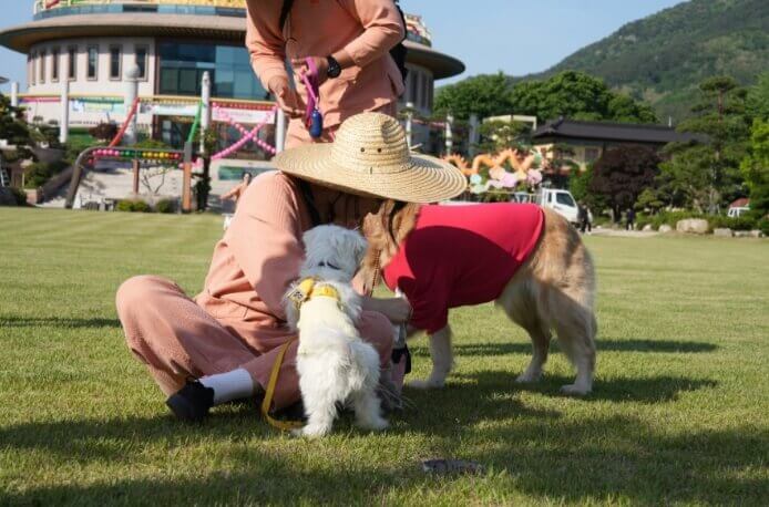 진디밭에서 강아지 산책을 준비하는 여자