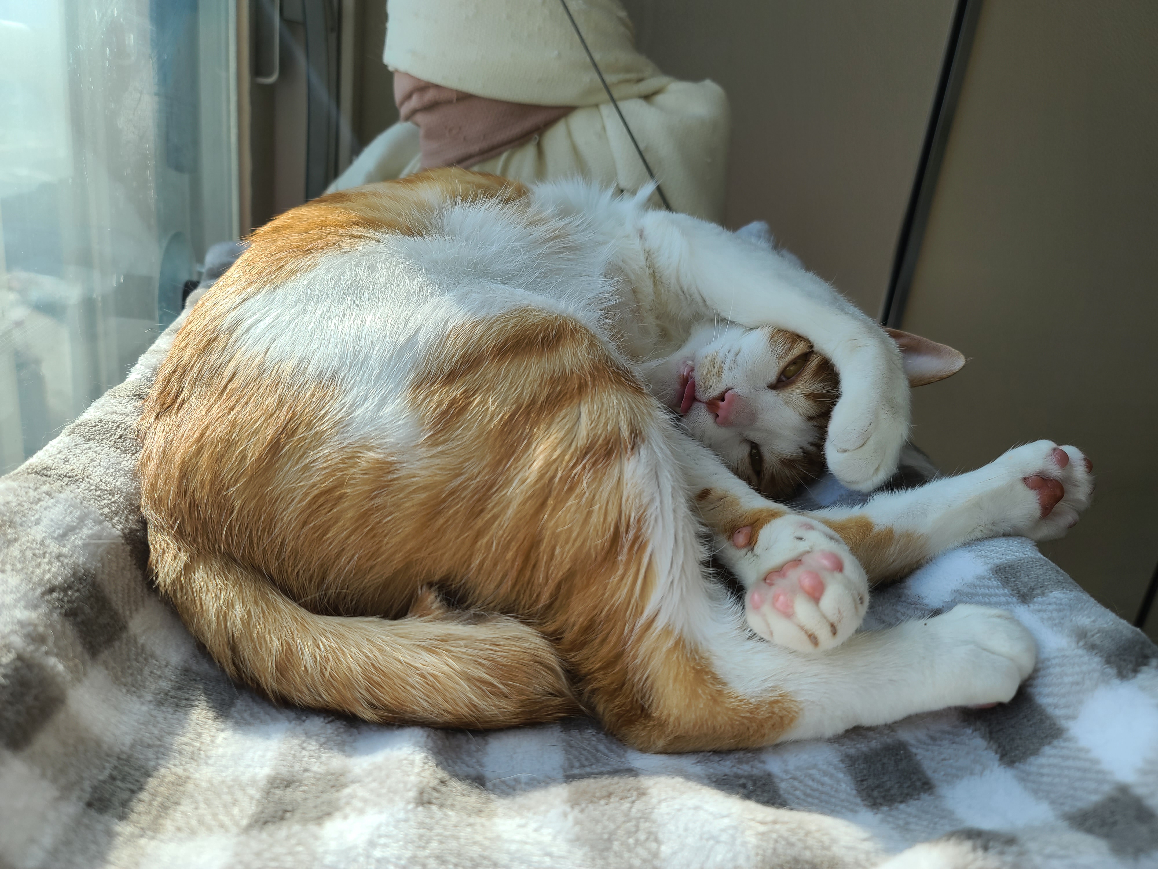 잠자는 치즈냥이 도촬