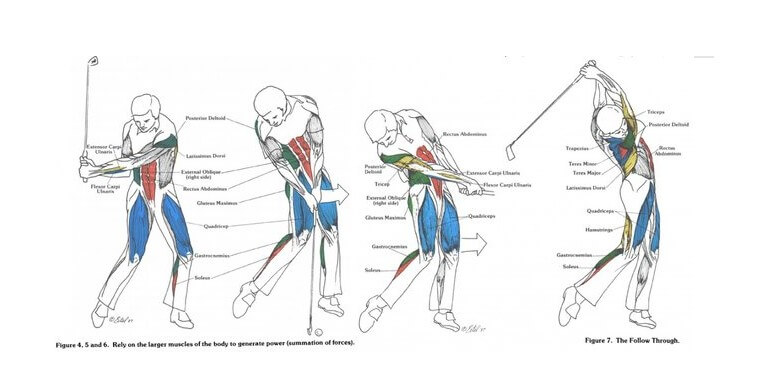 골프 스윙에 쓰이는 근육