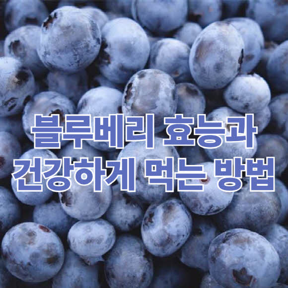 블루베리 효능과 건강하게 먹는 방법