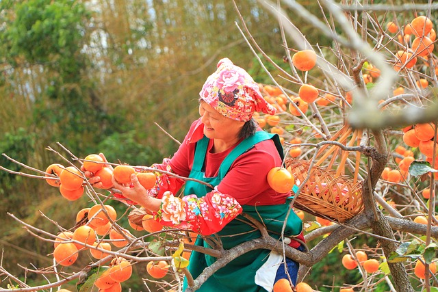홍시와 연시의 영양 성분 및 효능