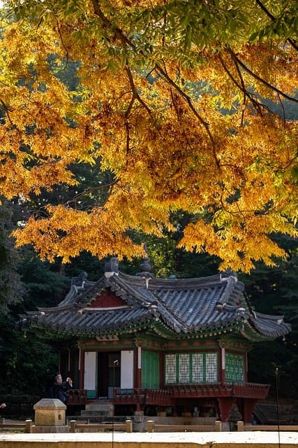 은행나무와 옛날 집