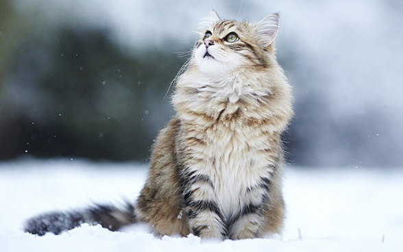 시베리안 고양이 사진