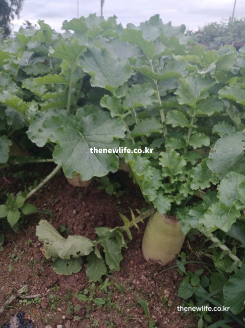 래를 묽게 하고 배출을 돕는 성분이 가득한 신선한 무 실사진