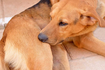 엉덩이를 긁는 강아지