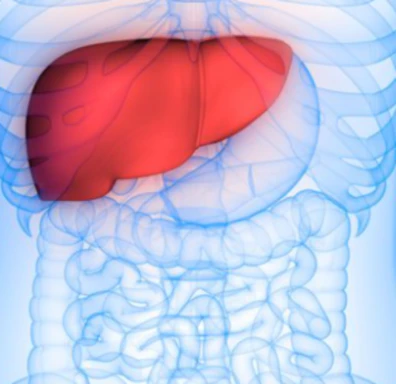 공진단-효능-먹는법-건강