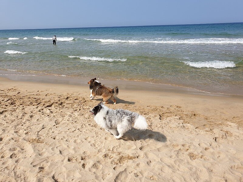 국내 유일 강아지 전용 해변, 멍비치 정보 총정리