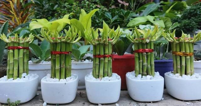 돈 들어오는 식물 행운목