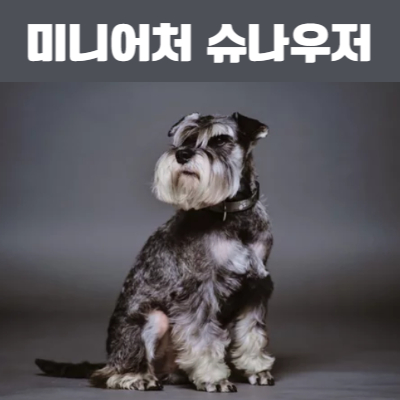 미니어처 슈나우저 사진