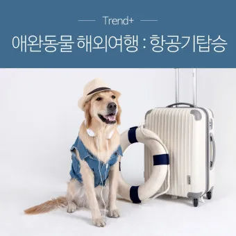 반려동물과 해외여행 기내 직항 펫 전용 준비와 절차_7