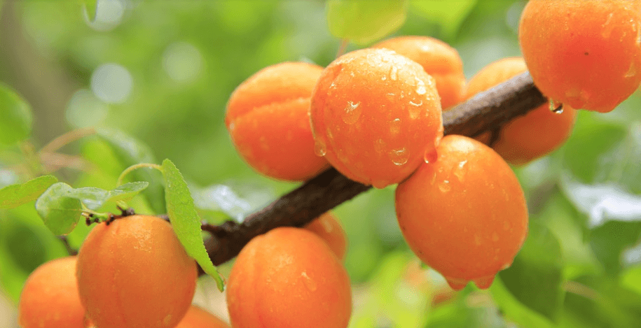 살구 효능의 주인공 살구가 나무에 달려 있다
