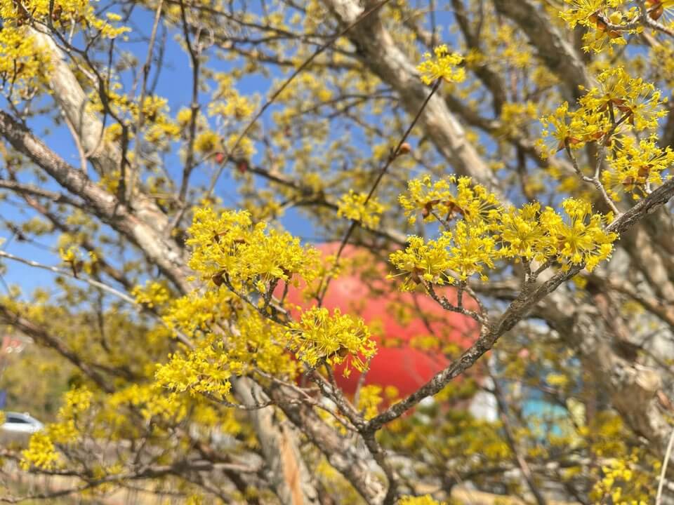 2023 구례 산수유축제