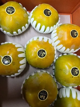 태추단감 이란 아직도 그냥 단감이라고 생각하세요 feat 일반 단감과 완벽 비교 분석으로_19