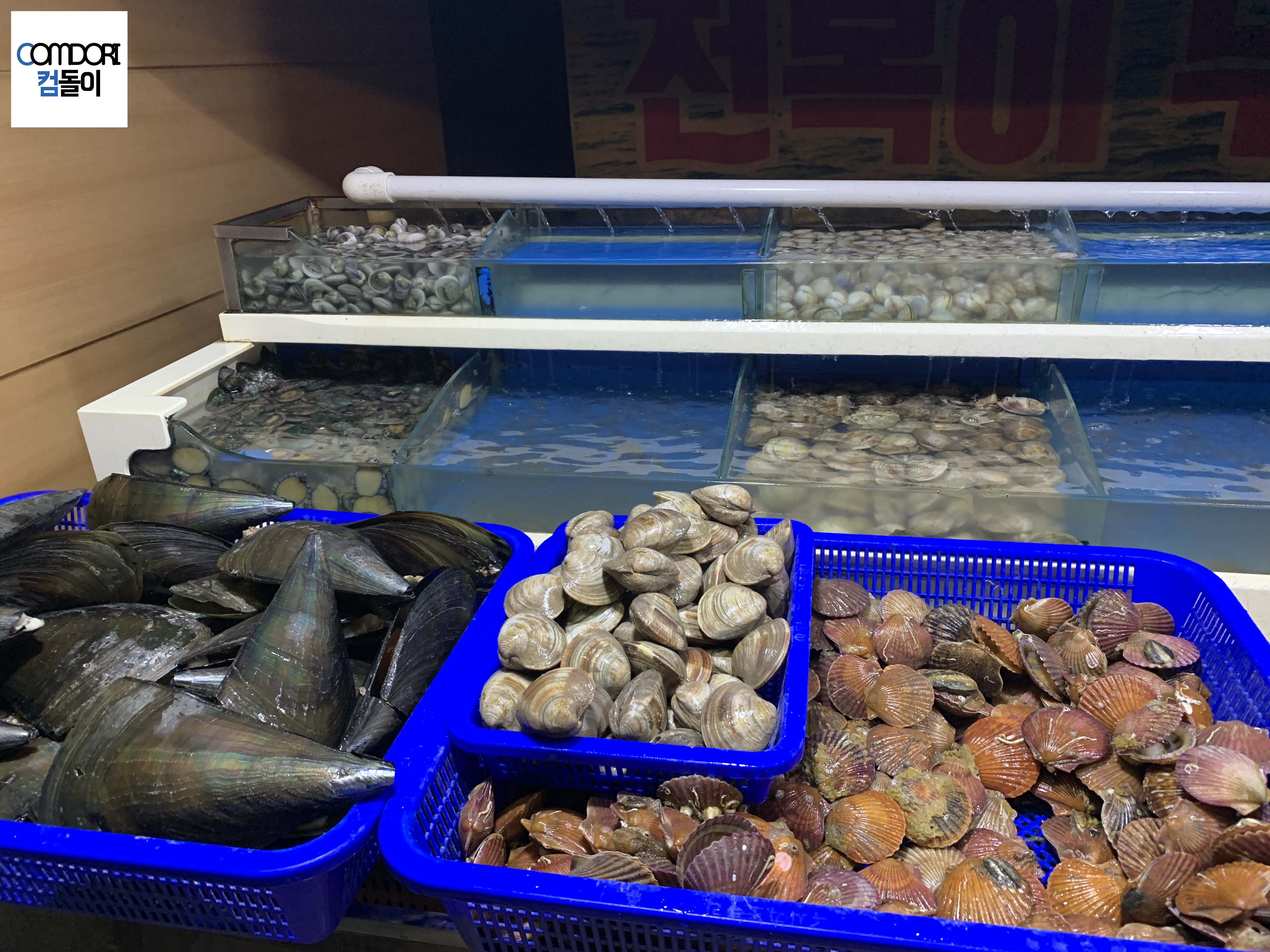 조개 수족관 가리비 모시조개 전복