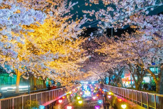 진해 군항제 축제 정보